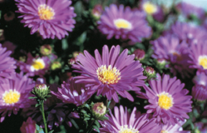 European Michaelmas-daisy