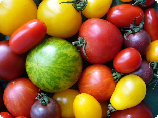 Glover Nursery Tomatoes
