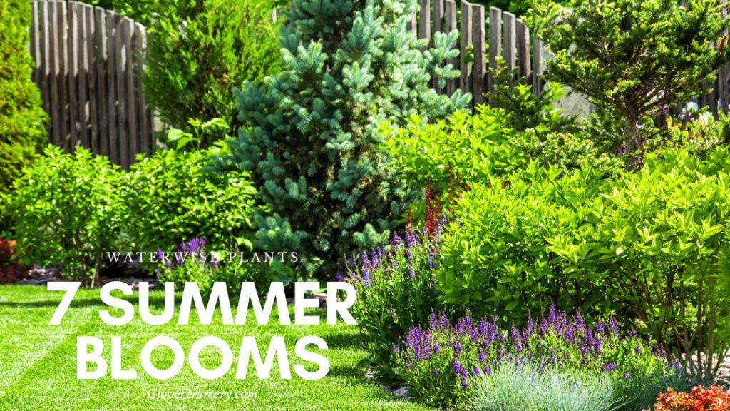 7-Summer-Blooms