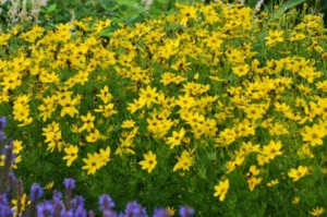 Coreopsis