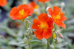 Helianthemum