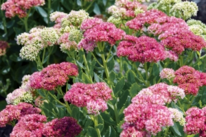 Upright Sedum