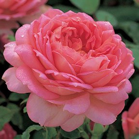 Garden roses