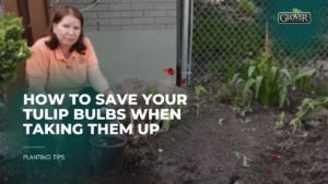 How to Save Your Tulip Bulbs When Taking Them Up