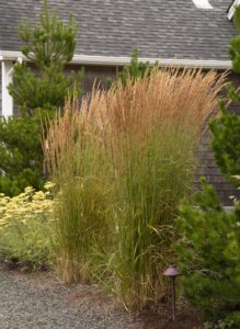 Feather Reed Grass