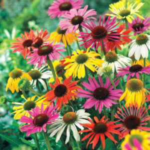 Coneflower