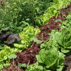 things you can grow in your raise garden