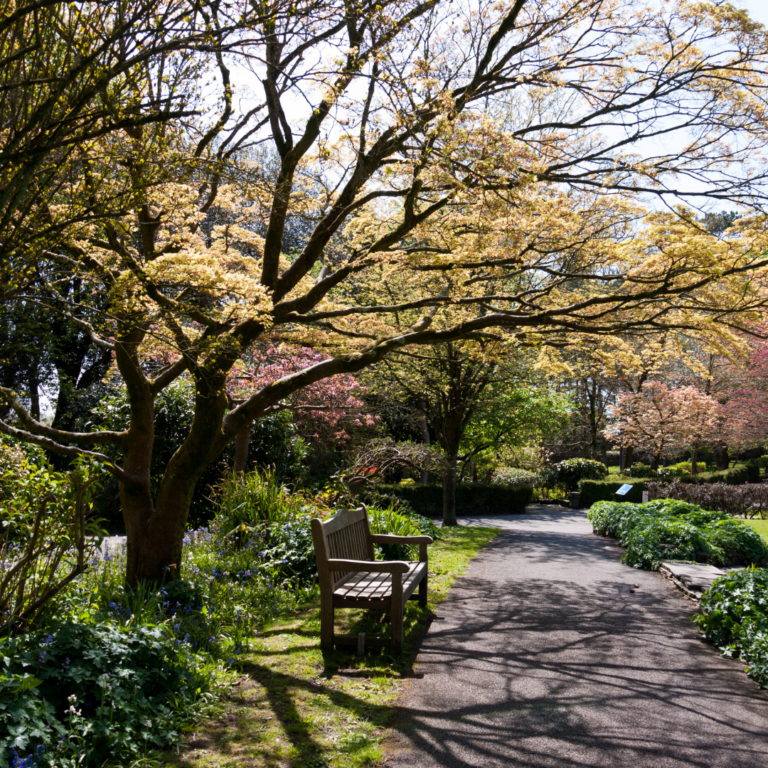 shade from garden trees