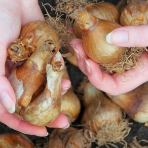 Check On Your Bulbs