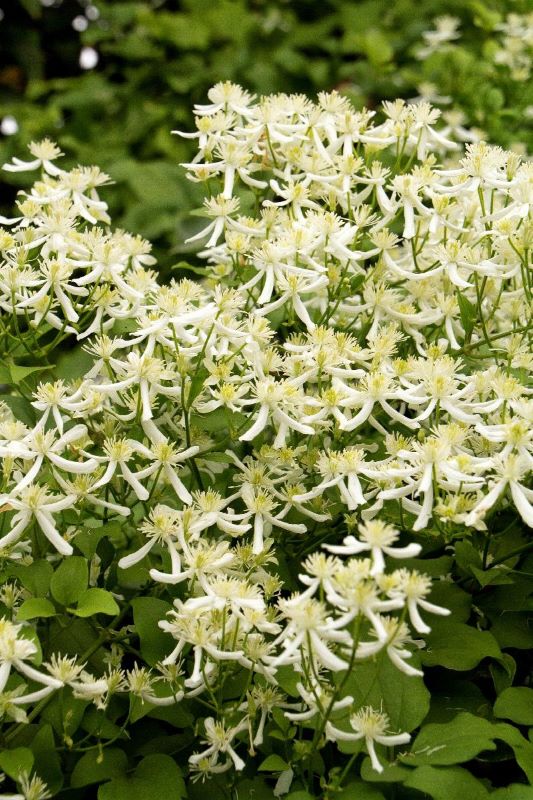 Sweet Autumn Clematis