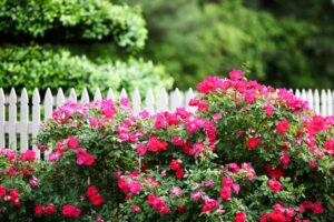 A hedge row of Knock Out Roses in full bloom against a white picket fence.