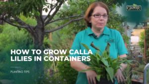 How to Grow Calla Lilies in Containers