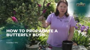 How to Propagate a Butterfly Bush