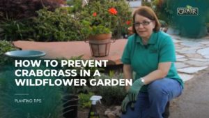 How to Prevent Crabgrass in a Wildflower Garden