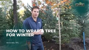 How to Wrap a Tree for Winter