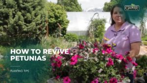 How to Revive Petunias