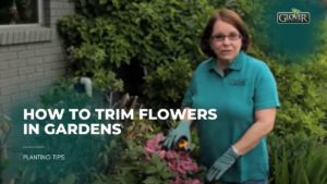 How to Trim Flowers in Gardens