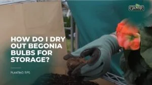 How do I Dry Out Begonia Bulbs for Storage?