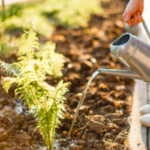 Overwatering