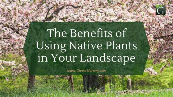The Benefits of Using Native Plants in Your Landscape